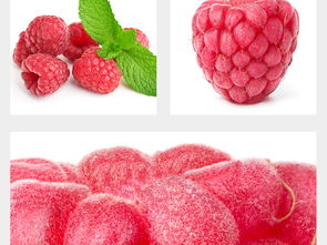 果蔬設(shè)計(jì)靈感集 高清圖片與模板資源全解析